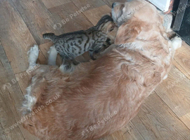 Smart bengal boy ready to leave now
