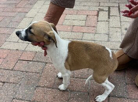 KC registered Whippet