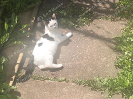 female kitten 6 months old