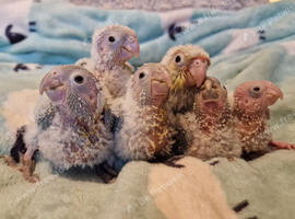 Adorable fully hand reared baby conures