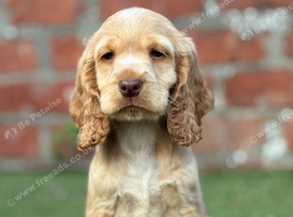 Show type cocker spaniel puppies