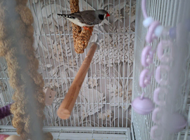 1 Pretty male Zebra Finch looking for a new home
