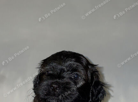 Lhasapoo Puppies