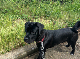 1 year old gorgeous cane corso male