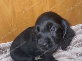 Cockerdor puppy