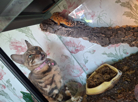 Female 1 year old