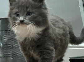 Kittens for sale