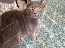 7 month old Siamese x bblue