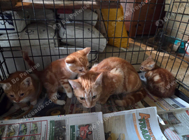 Kittens available