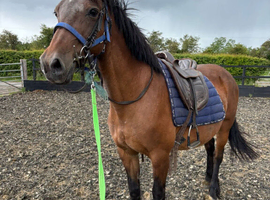 Lovely older mare for sale