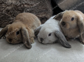 Mix litter of pure mini lops