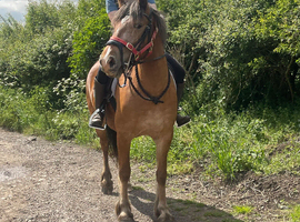 Strawberry roan registered appalosa x cob mare