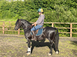 Registered 3 Year Old Colt