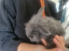 Babby Lion head rabbits needing a home.