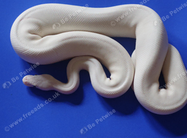 For sale Royal python
