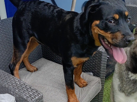Rottweiler puppy