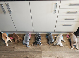 Olde thyme bulldog puppies