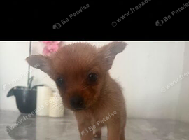 Beautiful puppy&rsquo;s 2 left