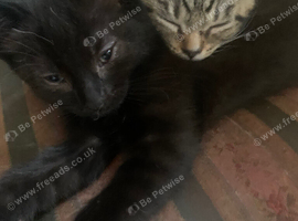 3 short haired kittens for sale