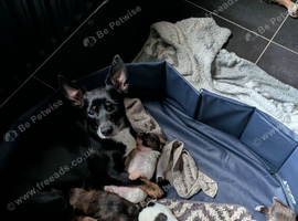 2 Jack Tzu pups