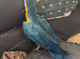Silly tame macaw with cage