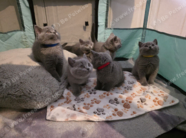 British Shorthair Kittens