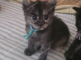 Maine coon X