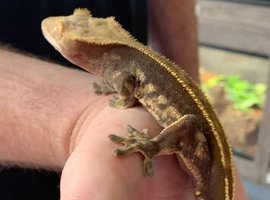 Gecko & tank