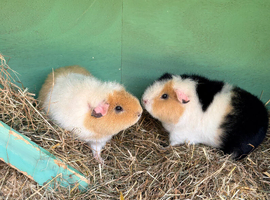 2 female Teddy guinea pigs 6 months old