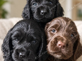 Perfect working Cocker Spaniel Puppies