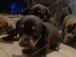 Daschund/chihuahua cross