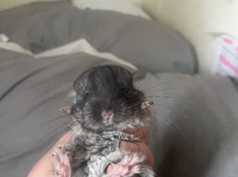 Beautiful Black Ebony Boy &ndash; Last One Remaining!