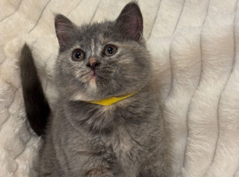 Playful kittens