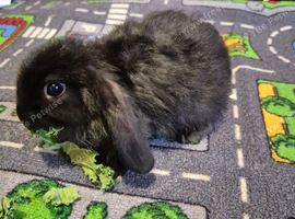 2 beautiful mini lop babies