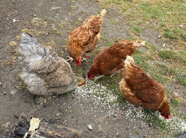 4 hens