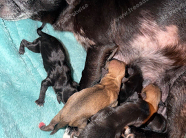 Chihuahua x min pin puppies craiagavon area