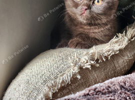 Gorgeous chocolate boy