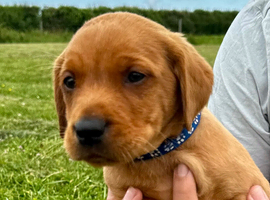 Beautiful Black & Red/Yellow Pure Breed Labrador Puppies For Loving Family/Working Homes
