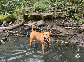 Rosie