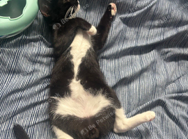 Black and white cat