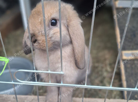 French Lop Baby Bunnies