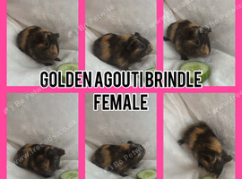 Beautiful baby guinea pigs ready now