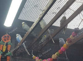 !!! YOUNG BUDGIES READY FOR REHOMING !!!
