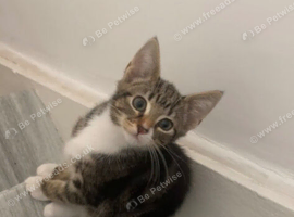 11 week old female kitten