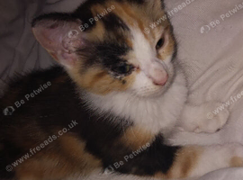 Cute calico short hair girl kitten