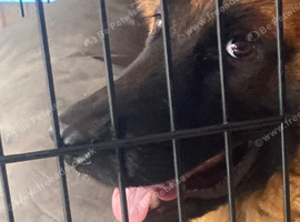 German Shepard 7 months old COCO