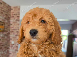 Maltipoo & Cockapoo