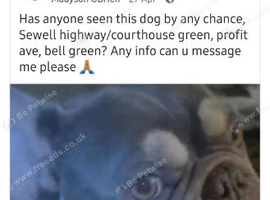 French Bulldog 2yr old male.