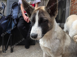 American bare head akita cross husky, 5 months