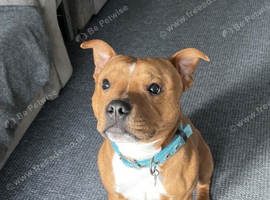 Are red Staffy boy